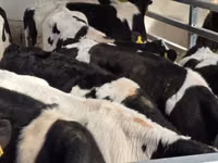 Bulle, Russian Black pied cattle — Foto 5