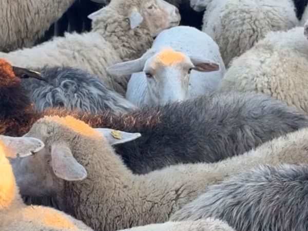 母羊, Sheep
