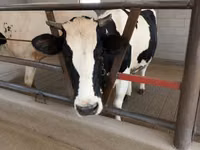 母牛, Holstein breed — 照片 4