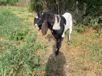 Ziegenbock, Ziegen — Foto 3