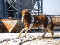 Hengst, Pinto horses — Foto 2