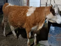 بقرة, Simmental cattle — الصورة 1
