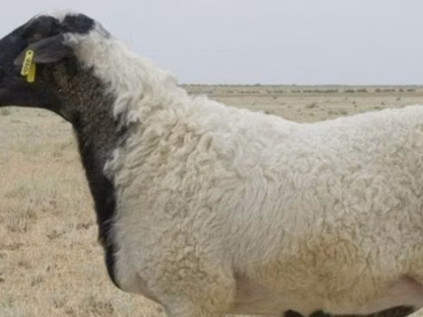 Sheep, Ordabasy sheep