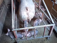 Eber, Schweine — Foto 5