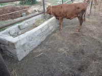 Vacă, Simmental cattle — foto 5