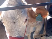 بقرة, Simmental cattle — الصورة 7