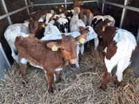ثور, Simmental cattle — الصورة 2