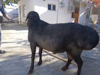 मेढ़ा, भेड़ — फ़ोटो 1