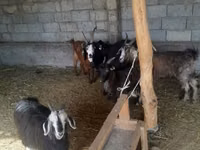 عنزة, Alpine goat — الصورة 2