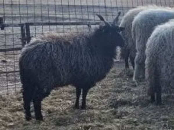 Sheep, Racka sheep