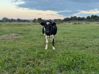 بقرة, Swiss cattle — الصورة 3