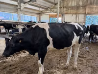 Vacă, Rasa Holstein — foto 3