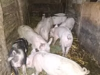 Eber, Schweine — Foto 5