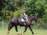 Cal, Percheron — foto 8