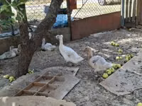 Ducks — Foto 4