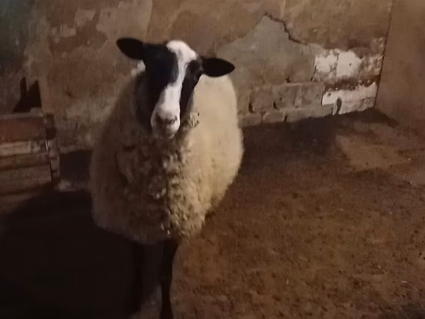 भेड़, Romanov sheep