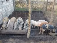 公猪, Pigs — 照片 1