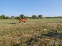 At, Akhal-Teke — foto 1