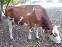Bou, French Simmental cattle — foto 2