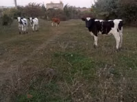 Bou, Russian Black pied cattle — foto 2