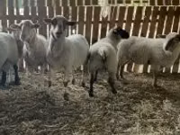 Schaf, Merinoland sheep — Foto 3