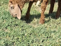 बकरा, बकरियाँ — फ़ोटो 3