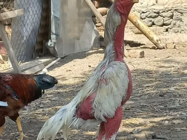 Chickens