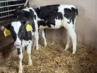 牛只（批次，未指定性别）, Simmental cattle — 照片 5