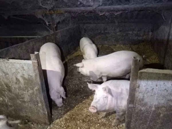 母猪, Pigs