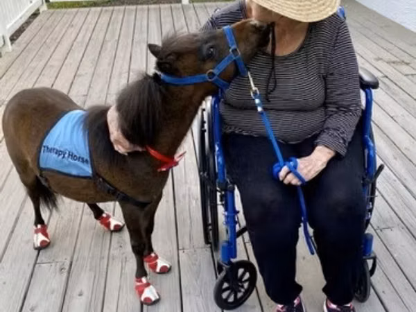 घोड़ा, Miniature horse