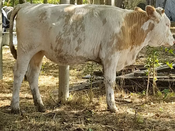 Vaca, Ganado vacuno — Moldavia