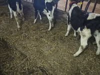 Bou, Rasa Holstein — foto 2
