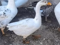 Geese — الصورة 2