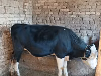 Bulle, Russian Black pied cattle — Foto 1
