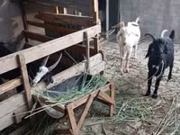 Ziege, Alpine goat — Foto 3