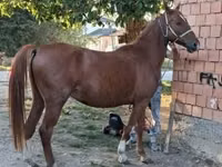 Cavalo, Kisber felver — foto 4