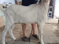 公山羊, Nubian Goat — 照片 3
