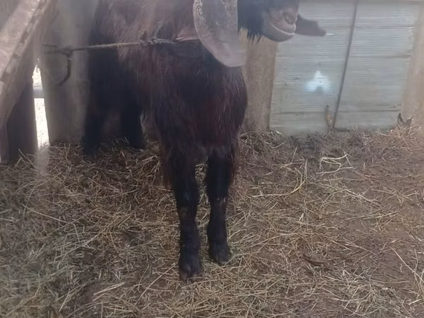 Billy Goat, Damask goat