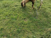 Cabro, Cabras — foto 3