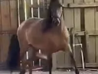 Toychoq, Paso Fino — 1-rasm