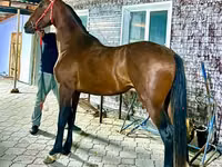 Horse (M), Orlov Trotter — photo 1