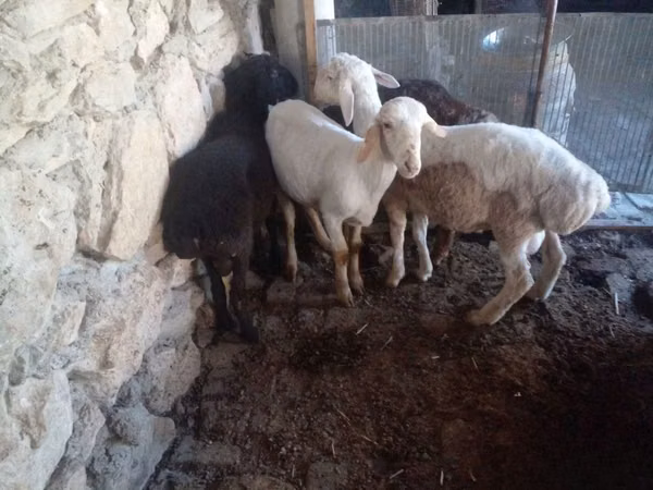 Carnero, Rhon sheep