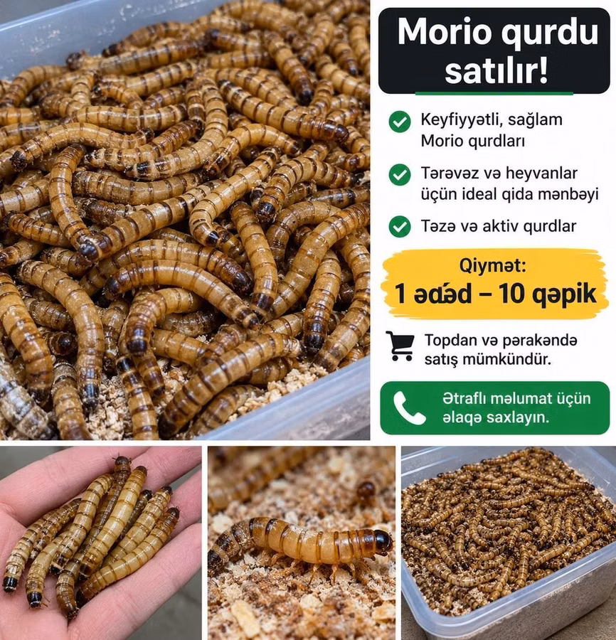 Morio qurdları satılır - Keyfiyyətli, sağlam və aktiv morio qurdları