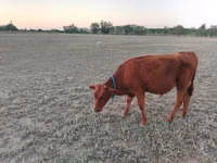 गाय, लाल степीय गाय — फ़ोटो 4