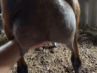 Cabra, Cabras — foto 3