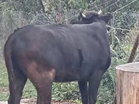 गाय, मवेशी — फ़ोटो 4