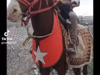 Atlar (partiya, cinsi göstərilməyib), Mustang — foto 3
