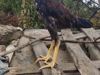 Chickens — फ़ोटो 4