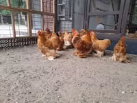 Pékin Bantam — photo 4