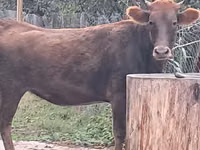 गाय, मवेशी — फ़ोटो 8